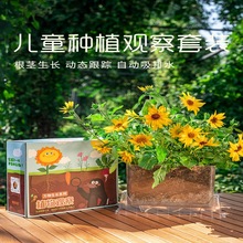 儿童种植小盆栽向日葵种孑小学生观察草莓凤仙花种籽根系生长套装