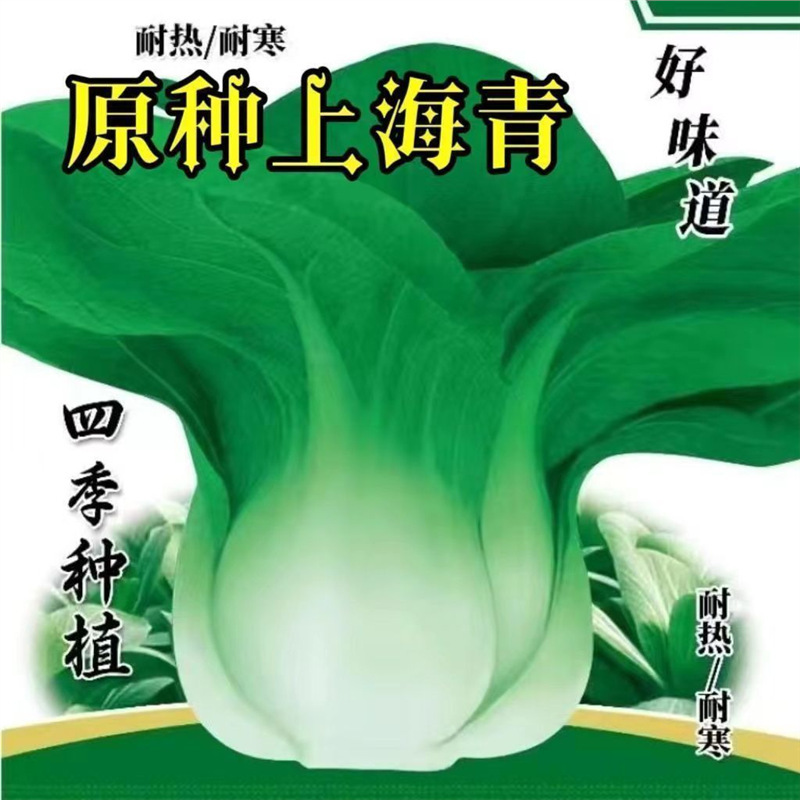 Four Seasons Shanghai Green Cabbage Seeds Vegetable Seeds Authentic Various Vegetable Seeds for Spring, Summer, and Autumn Four Seasons Shanghai Green Cabbage Seeds Vegetable Seeds Authentic Various Vegetable Seeds for Spring, Summer, and Autumn