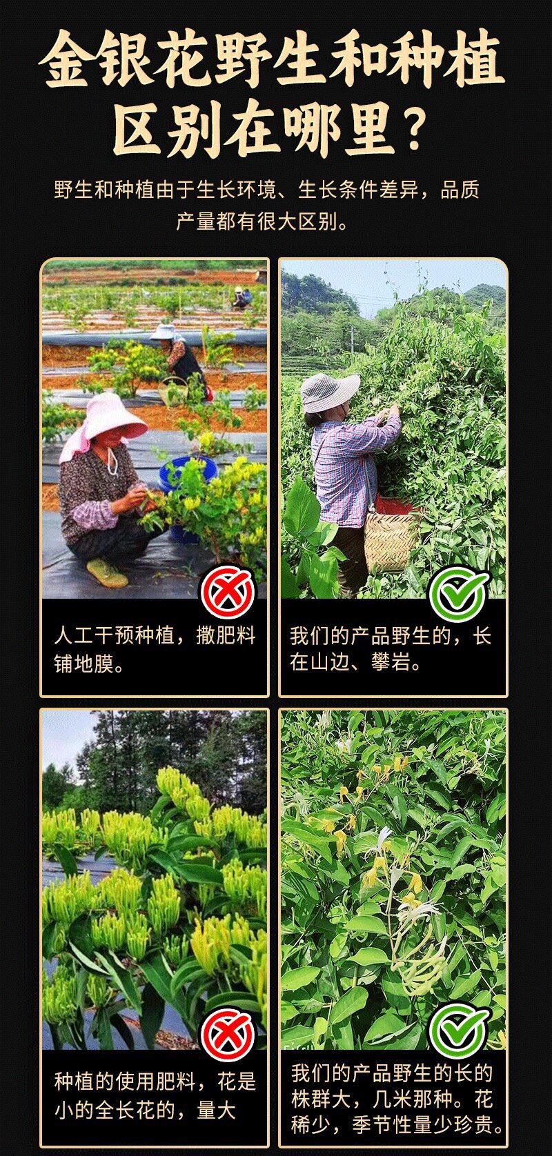 Dried Honeysuckle Flower Jin Yin Hua Wild Harvested 500g for Herbal Tea Infusions and Bathing quality and texture