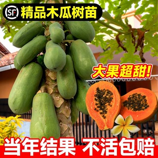 ľ�Ϙ��簫���t��ţ�̱���ˮ���t���S��������ľ����ͥԺ����Y��
