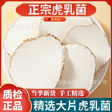 切片虎乳菌500g精选大片虎乳灵芝乳菌片虎奶菌干货煲汤料食用药材