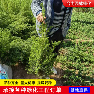 ���̾G���籱���u�� �̰��� ������ ��u�� �������ļ����������