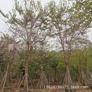 �V�|�Ռ��t�����G����׾G����ľ�е����_����ľ��·�G��У�@�G��