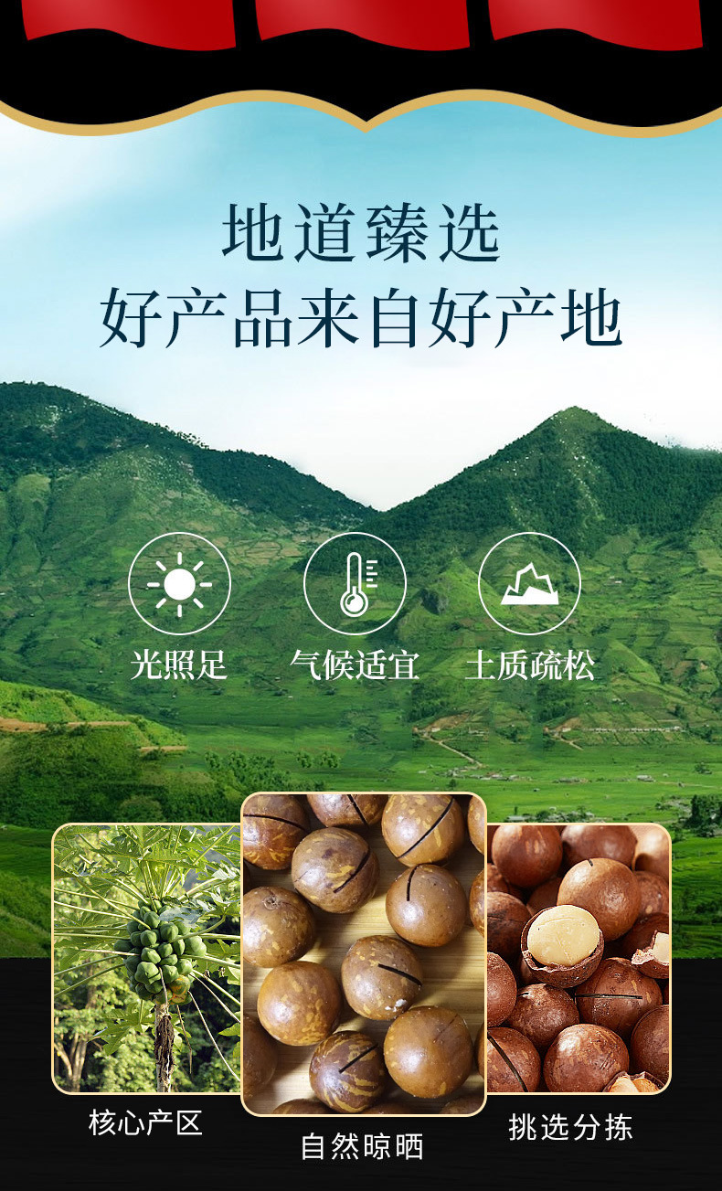 Macadamia Nuts (Macadamia integrifolia) — Creamy Jumbo Raw Food Nut, 500g key features
