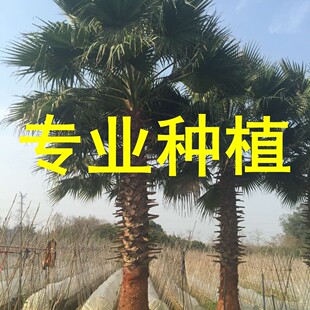�������ݾ�Ʒֲ���A�����˿��U��3-6�׼�ֲ��V�����^�ؙ���