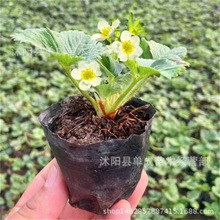 ���Ͳ�ݮ�����Ԏ��莧����Ѭ��ʹ�t��ļ��Y���Ϸ��̨¶��Nֲ��