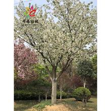 樱花树苗盆栽日本晚樱花小苗庭院耐寒绿化风景大树嫁接染井吉野樱