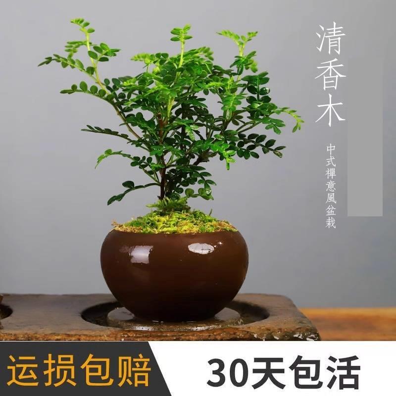Fragrant Wood Pepper Wood Potted Balcony Desktop Mosquito Repellent Vanilla Plant Cake Western Food Decoration Flowers Purify the Air