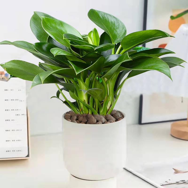 3개의 황금 다이아몬드 25-30cm 단순 흰색 냄비 + 영양 용액