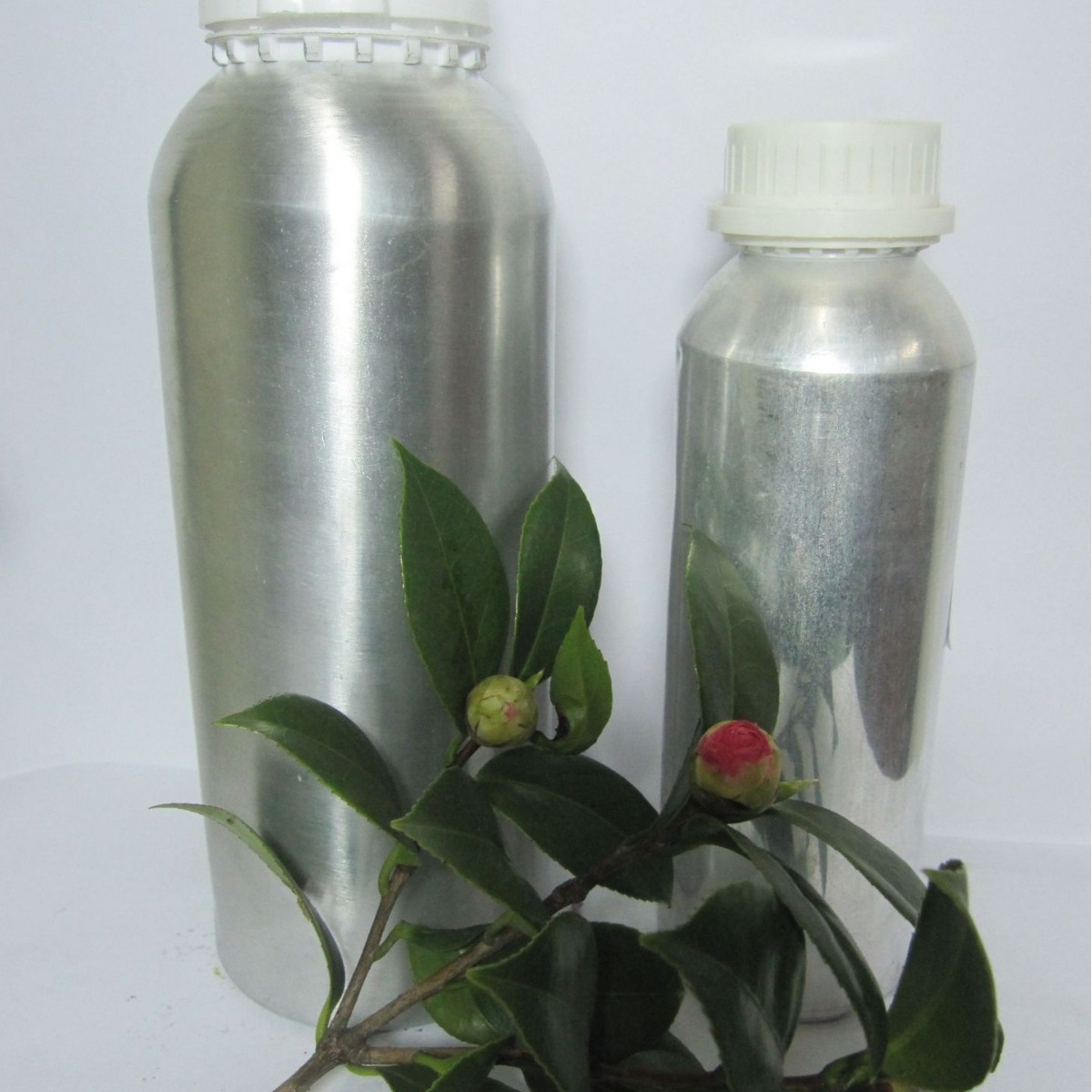 �������� ������Ҷ�� ֲ��ӷ�����   �������