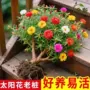 四季基地多色庭院花卉
