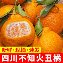 四川不知火丑橘10斤丑柑桔子酸甜橘子2斤新鲜当季水果柑橘批发