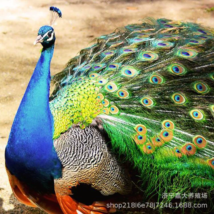 Живописное место декоративные павлина фермы поставляют павлина саженцы открытый экран павлина видов павлина сколько стоит декоративный павлин