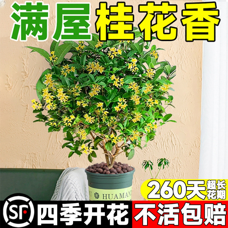 桂花树苗四季桂盆栽可食用开花不断室内阳台庭院浓香型花卉植物
