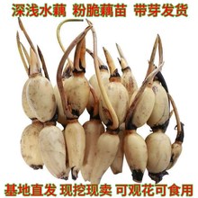 ʳźźNź^pɻźˮźNź߮aɏźźNɏ