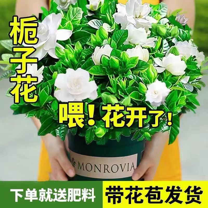 【大盆栀子花带花苞】四季开花桌面室内水培花卉绿植盆栽美化空气