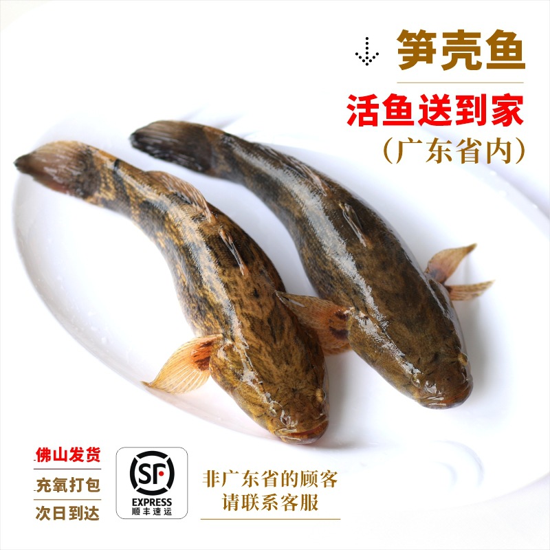 笋壳鱼竹壳鱼呆子鱼活鱼直送到家泰国澳洲充氧打包专供饭店海鲜
