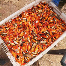 小金鱼红草鱼饲料鱼草金鱼锦鲫鱼金鱼冷水鱼观赏鱼活体鱼按斤