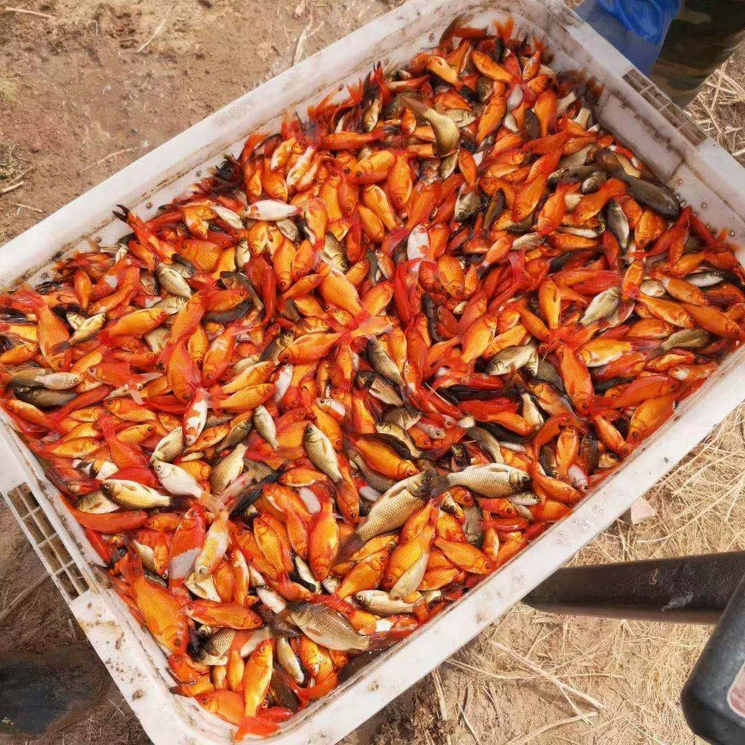 Красная трава, рыбка, золотая рыбка, корм, рыба, рыбная стойка, маленькая золотая рыбка, живая рыба, кормовая рыба, детская рыба