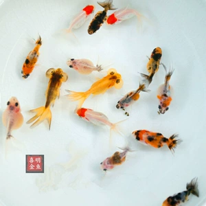 Золотая рыбка живой красный красный лев голова дракона Dragon Goldfish Multi -VARIEVERITION MIX и завершенная пакет рыб Goldfish Live Live