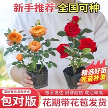 月季花苗四季开花玫瑰小苗阳台盆栽花卉庭院爬藤绿植物大藤本蔷薇