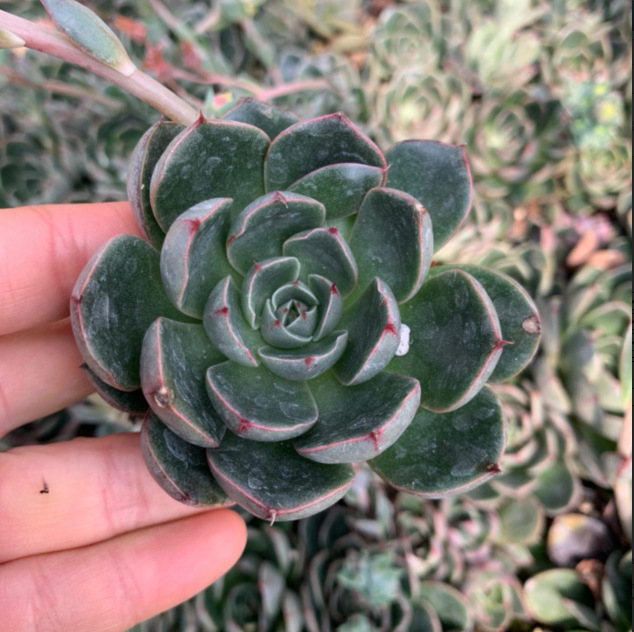 天羽多肉  圣路易斯 裸根发多肉植物批发 基地直销 大棚基地