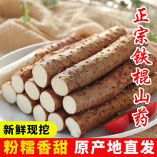 现挖现发正宗铁棍山药3/5斤铁杆山药小白嘴山药河北保定粉糯甜整