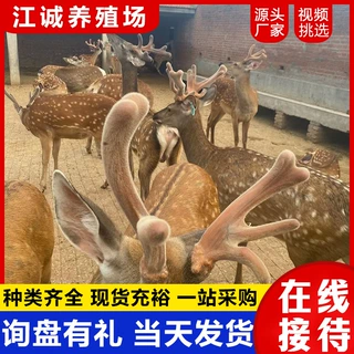 园林景区观赏互动梅花鹿 出售租赁亲人温顺梅花鹿 梅花鹿幼崽价格