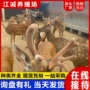 观赏互动园林景区梅花鹿