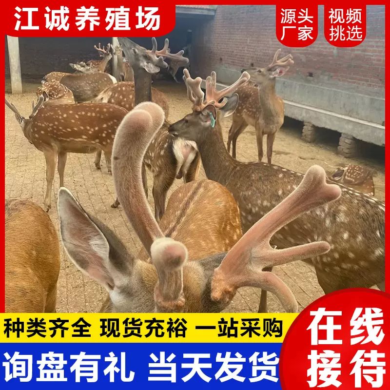 成年活体梅花鹿养殖场出售租赁园林景区观赏梅花鹿梅花鹿幼苗价格