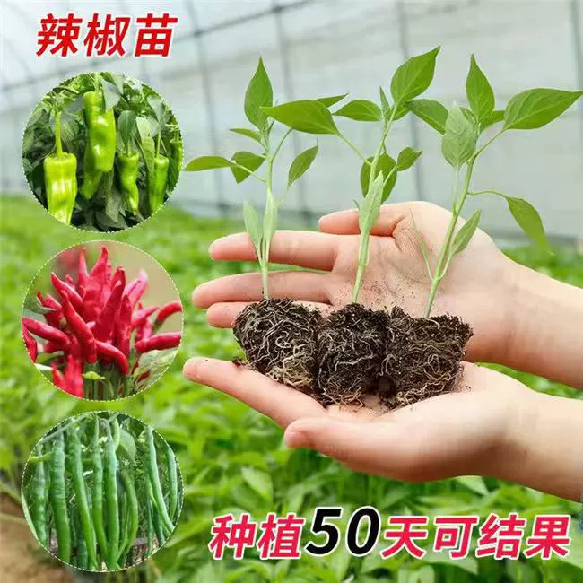 Рассада овощей, рассада перца чили, небесный перец чили, струнный перец, винтовой перец, сладкий перец, разноцветный перец, роговой перец, белый кукурузный перец
