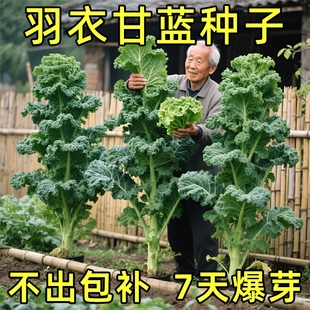 ���¸��{�N���ļ��̨�͟�ʳ���ϙ�˴����׷N���Ը��}�߲˷N��