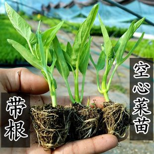 ����������Ĳ�Ѩ�P���������r�ļ����Ԏ����̨ͥԺ�Nֲ�߮a����