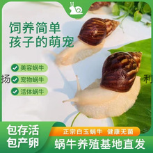 蜗牛批发学生观赏实验大摆摊白玉繁殖宠物活