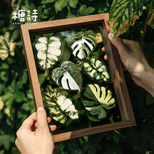 糖诗PET白墨贴纸包  绿叶自然手札系列 20张入植物素材装饰6款