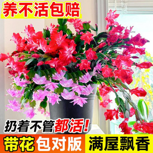 зצ�m���Ԏ������ļ��_����ɫ�ذ��зץ���ܾGֲ�҃��ļ����B��