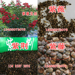 Crape Myrtle Seeds Fast-Growing Red Flower Crape Myrtle Grafted Red Rocket Crape Myrtle Bonsai Flower Seedlings Wisteria Seeds Giant Bauhinia Tree Species
