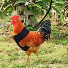 ����Ӗ�����u�ر������{ʽ�u���������m͸��ď��Ա��Ĺ�������Ʒ