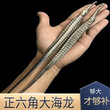 六角海龙干货泡酒料中药材大海龙鱼干大刁龙男性滋补煲汤可搭海燕