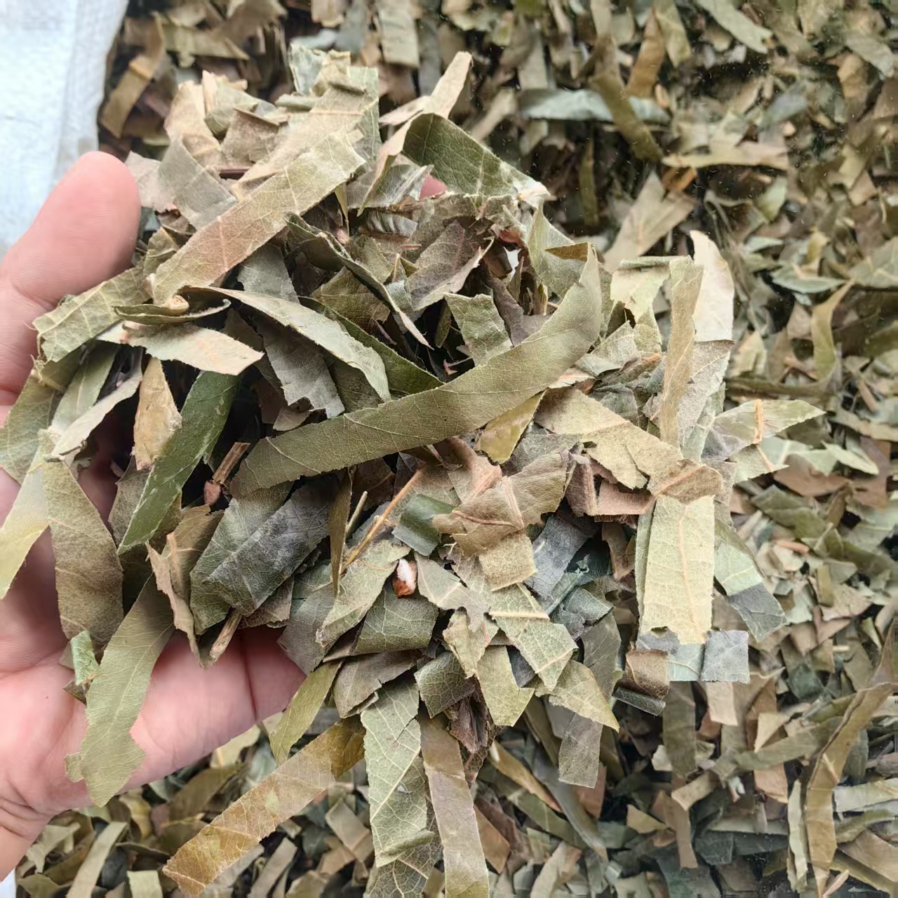 Loquat Leaf Pi Pa Ye 500g Dried Eriobotrya japonica Folium Herbal Tea Ingredient quality and texture