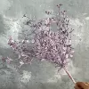Broken Mengxiang Lan purple