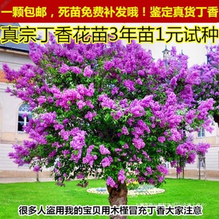 ���㻨���� �ļ��_�� ͥԺ ֲ�� �G�� ���� ���㻨�纣�Ę�������