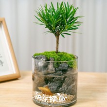 金边六月雪文竹袖珍椰子小叶赤楠微景观客厅茶台景观送礼乔迁盆栽