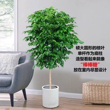 幸福树客厅盆栽绿植室内吸甲醛净化空气平安树植物桌面小盆景绿植