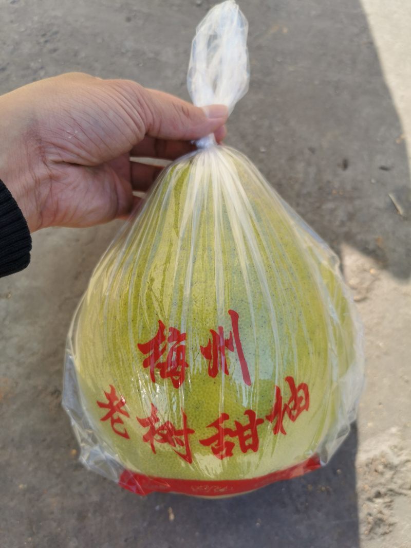 [No contiene pomelo] Embalaje tres carne roja pomelo Majia pomelo fresco azúcar cristalino Shatian pomelo Meizhou Golden Pomelo bolsa de regalo