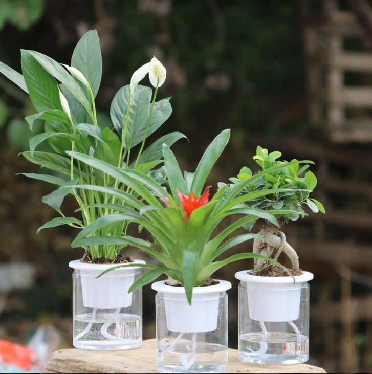 绿萝发财树植物室内栀子花懒人水培盆栽办公室观花绿植花卉套装