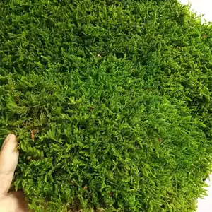 Большой серый мох Бриофиты свежие масс ландшафтный микроландсфрайт