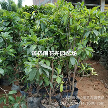 ���Ĺ����箔��Y���˅������ļ�ܛ֦���Ĺ������̨ͥԺ���Ե���