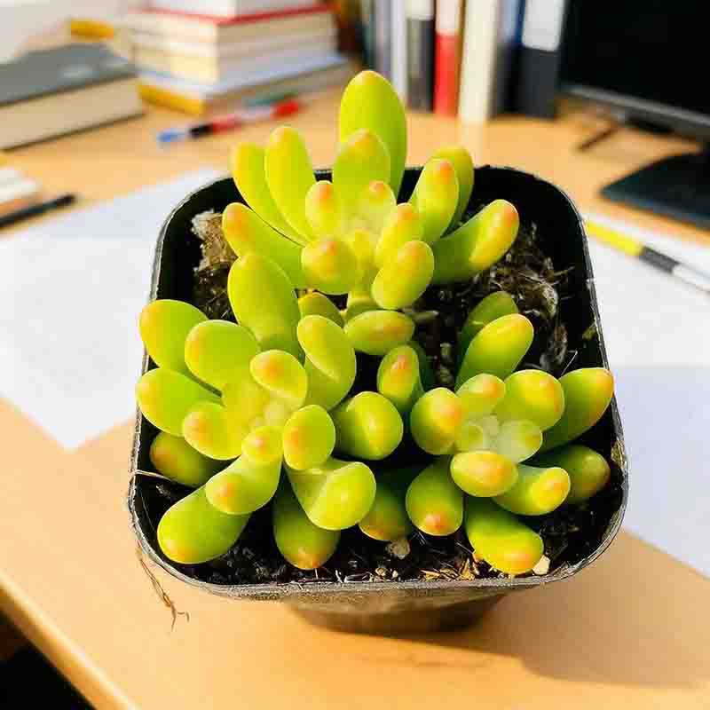 레몬핑거 3개 한냄비 (플라스틱냄비에 심어 배송)