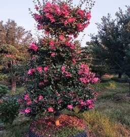 造型茶梅造型红花继木庭院别墅开花造型风景树茶梅花期冬季